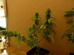 [jdc1][Cheese Haze][Terre][flo J43]