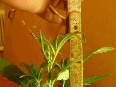 [jdc1][Cheese Haze][Terre][cro J16] taille