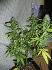 [jdc1][Cheese Haze][Terre][flo J33]