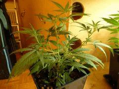 [jdc1][Cheese Haze][Terre][cro J26]