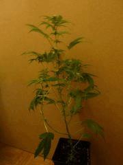 [jdc2][K2][Terre][FLO26]