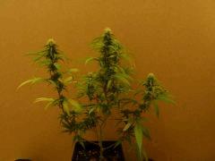 [jdc1][Cheese Haze][Terre][flo J26]