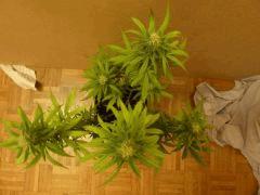 [jdc1][Cheese Haze][Terre][flo J26]