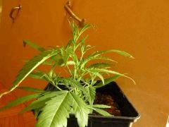 [jdc1][Cheese Haze][Terre][cro J16]