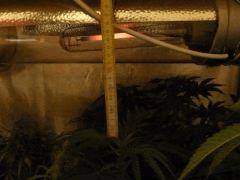 distance lampe - bud