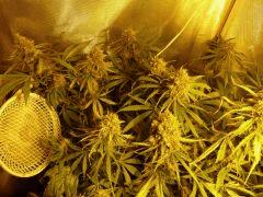quelques buds 01