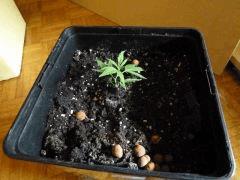 [jdc1][Cheese Haze][Terre][cro J2] plongée (et oui cousin!)