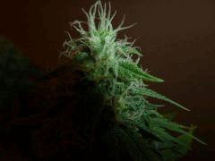 [jdc1][Cheese Haze][Terre][flo J43]