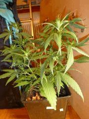 [jdc1][Cheese Haze][Terre][cro J40]