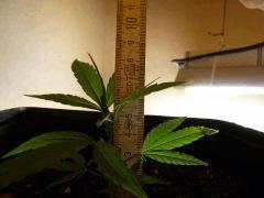 [jdc1][Cheese Haze][Terre][cro J9] taille