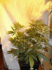 [jdc1][Cheese Haze][Terre][flo J1]