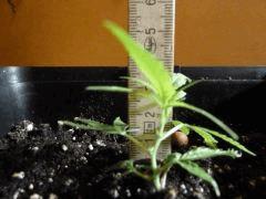 [jdc1][Cheese Haze][Terre][cro J2] taille