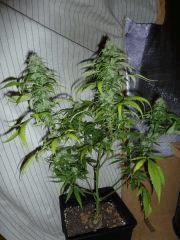 [jdc1][Cheese Haze][Terre][flo J33]