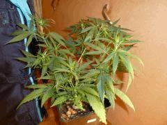 [jdc1][Cheese Haze][Terre][cro J40]