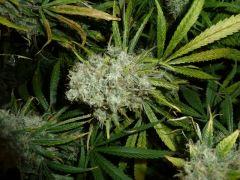 une bud
