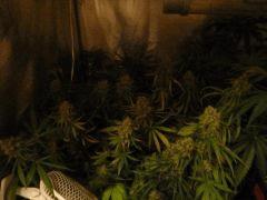 quelques buds 02