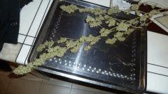 flobalcon