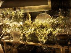 scrog LSD