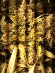 scrog LSD
