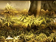 scrog LSD