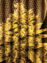 scrog moyen tete LSD