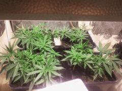 croissance avant mise sous scrog " LSD "