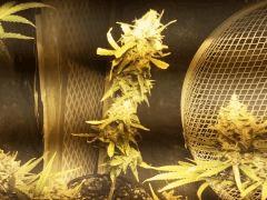 mini one bud avec quelque tete deja en moin mdr