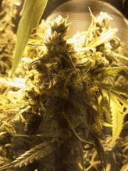 bud lsd