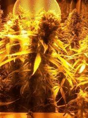scrog LSD