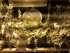 scrog LSD