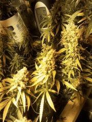 scrog LSD
