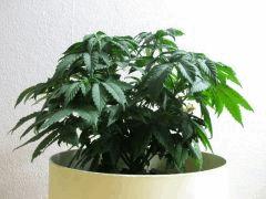 IMG 0848