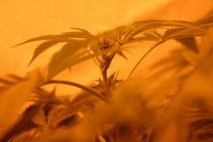 Skunk#1 (2)
