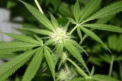 Critical
