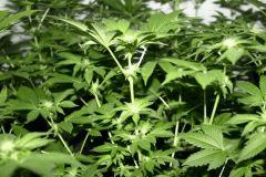 White widow