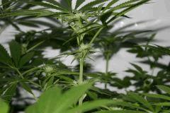 Skunk#1 (2)