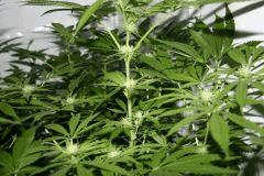 Skunk#1
