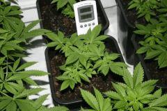 white widow