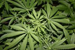 Skunk#1