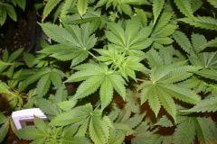 White widow