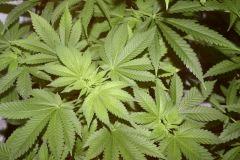 White widow