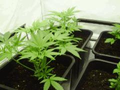 skunk#1