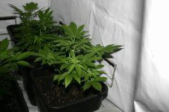 white widow