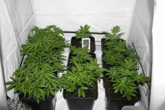 les plantes