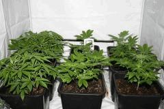 les plantes