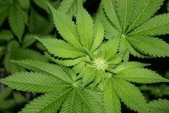 White widow (2)