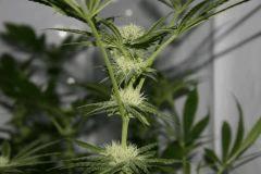 skunk#1