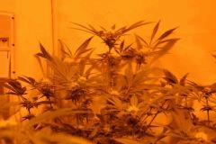 skunk#1 Et Ww