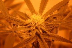 skunk#1 (5)