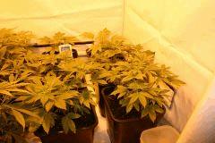white widow